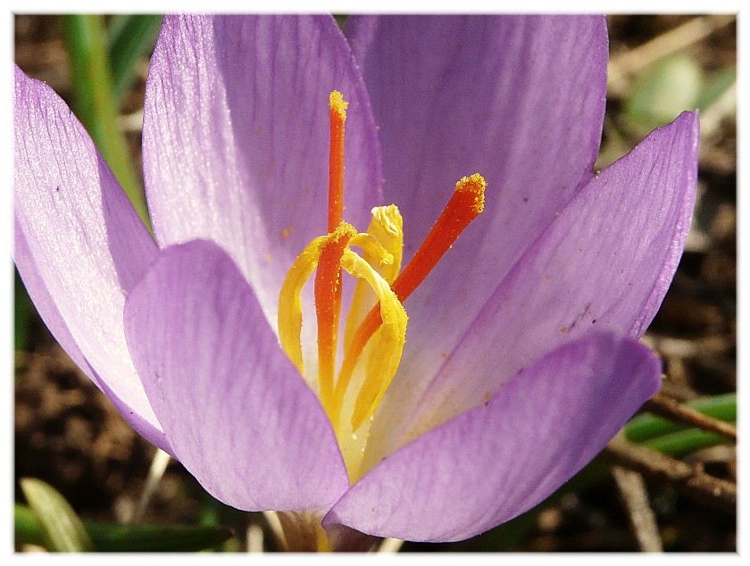 Crocus longiflorus